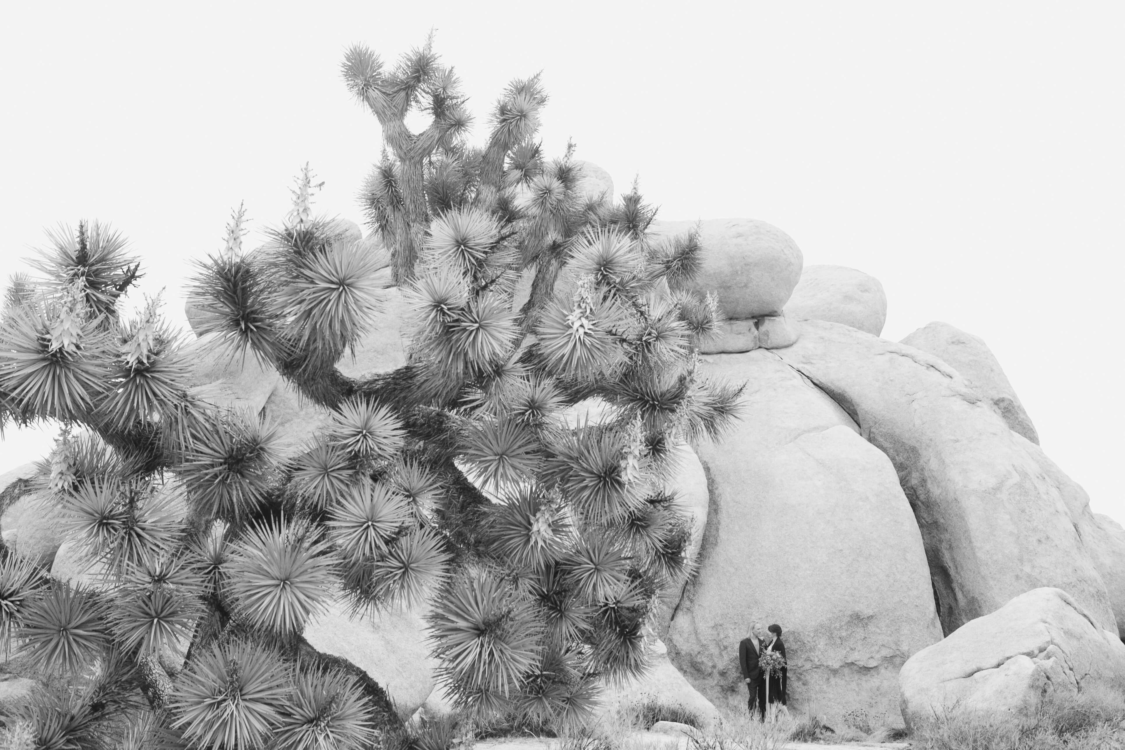 Black and white portraits after elopement in JOSHUA TREE National park 