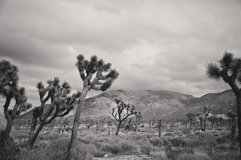 A dramatic black and white photograph of the stormy day at joshua tree national monument