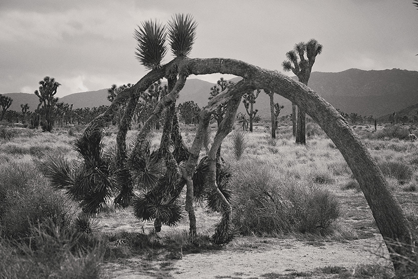 A dramatic Joshua Tree droops to the ground, black and white photograph