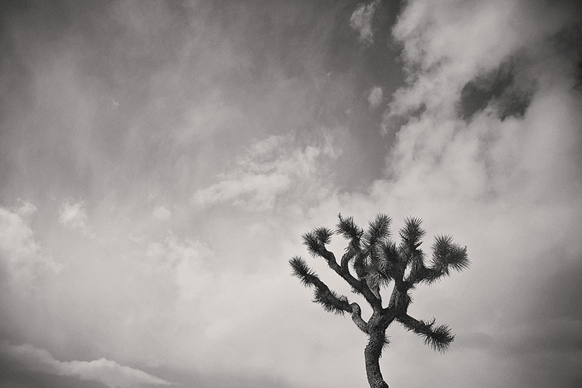 A beautiful Joshua Tree silhouetted against a dramatic stormy sky in Joshua Tree