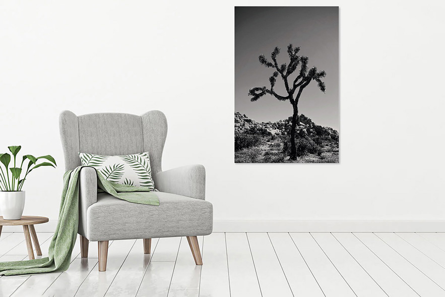 Photograph of Joshua Tree on living room wall