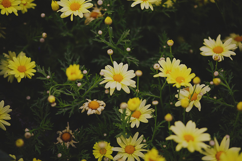 Pretty yellow field of daisies