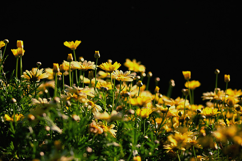 Yellow desert daisies in sunlight