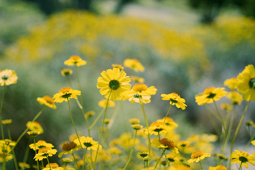 Wild desert daisies in full sun