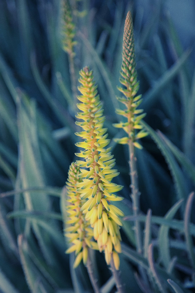 Artistic succulent with yellow flowers