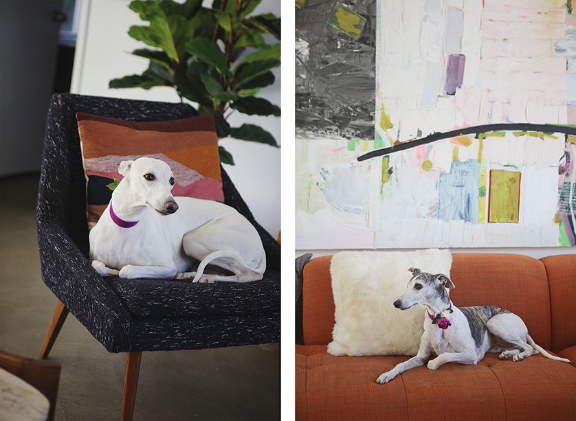 Two greyhounds lounge indoors on stylish mid-century modern furniture during a Palm Springs wedding day.