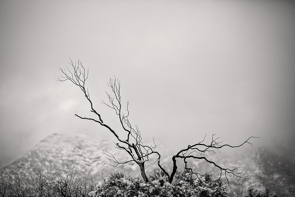 Black and white fine art photograph of a twisted desert tree emerging from fog and snow, minimalist winter landscape with soft atmospheric tones.