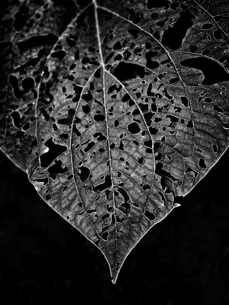 Close-up of a large leaf with holes from bugs