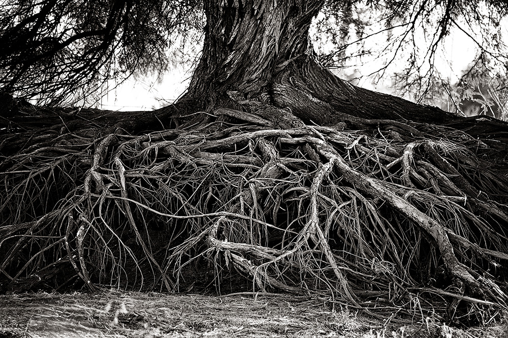 black and white image of the exposed tangle of roots of a large tree