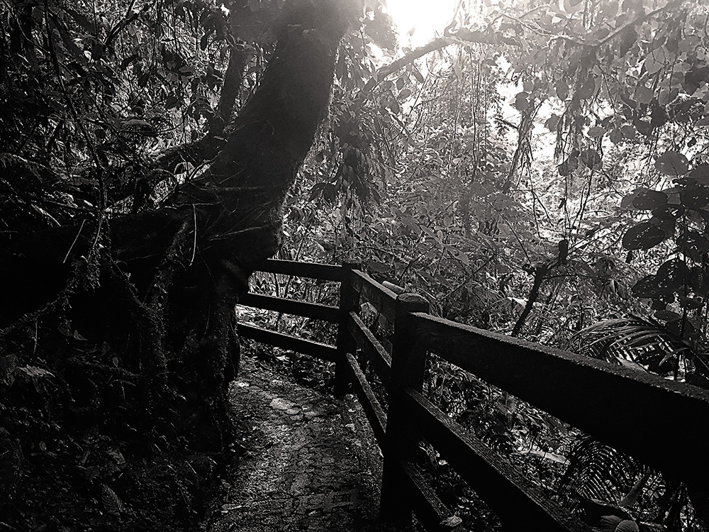 Black and white photo of a pathway through a jungle scene