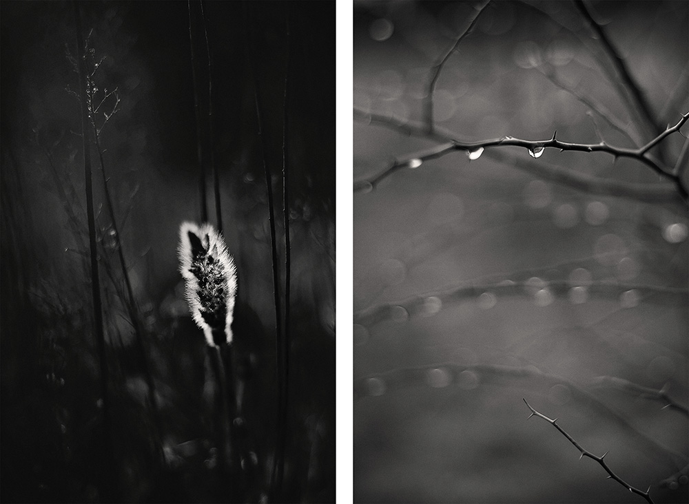 Two simple and dramatic black and white photos of a fuzzy grass head and a branch with raindrops