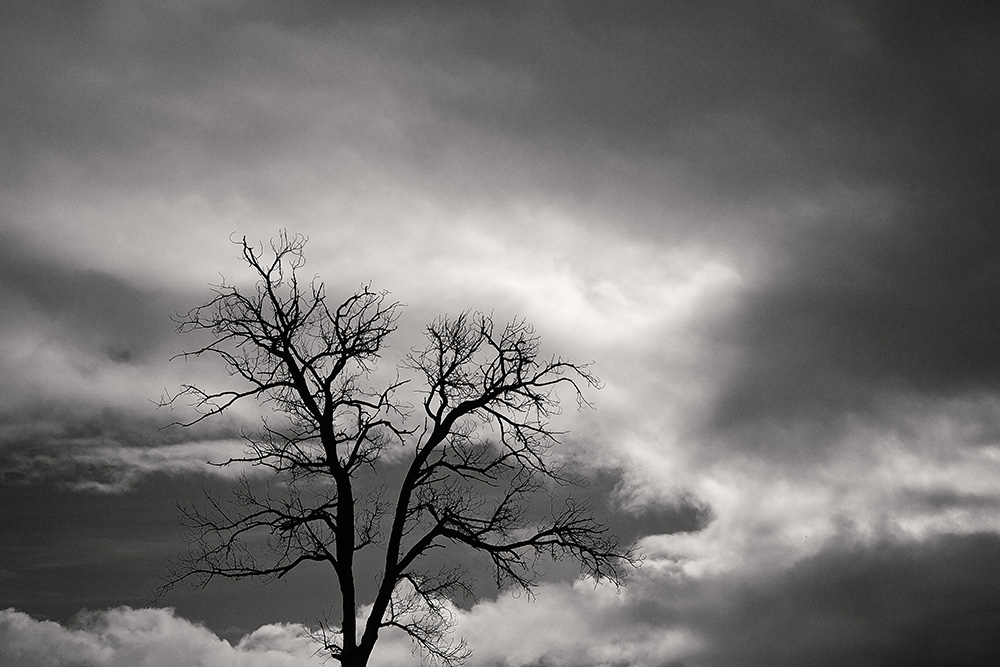Dramatic stormy skies and gnarly tree in a black and white photograph